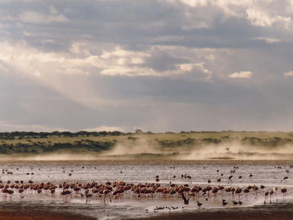 Ndutu Safari Lodge - Birdlife